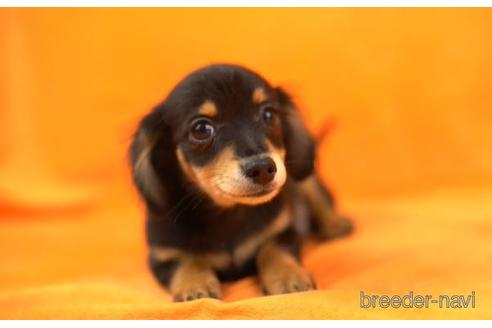 成約済の東京都のチワックス:チワワ×ミニチュアダックスフンド-168679