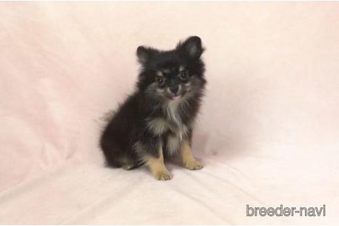 成約済の東京都のポメチワ:ポメラニアン×チワワ-168684