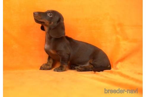 成約済の東京都のミニチュアダックスフンド(スムースヘアード)-168686の2枚目