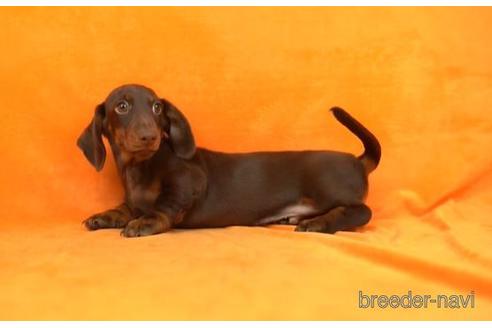 成約済の東京都のミニチュアダックスフンド(スムースヘアード)-168686