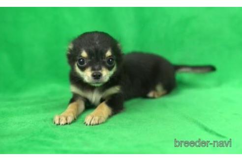 成約済の東京都のチワワ(ロングコート)-168688の1枚目