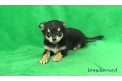 成約済の東京都のチワワ(ロングコート)-168688の2枚目