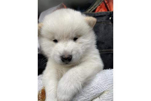 成約済の広島県の柴犬-166599の2枚目