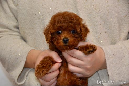 成約済の茨城県のトイプードル-166040の3枚目