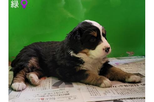 成約済の埼玉県のバーニーズマウンテンドッグ-168734の2枚目