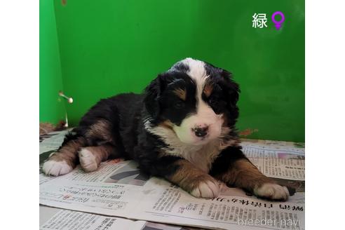 成約済の埼玉県のバーニーズマウンテンドッグ-168734の4枚目