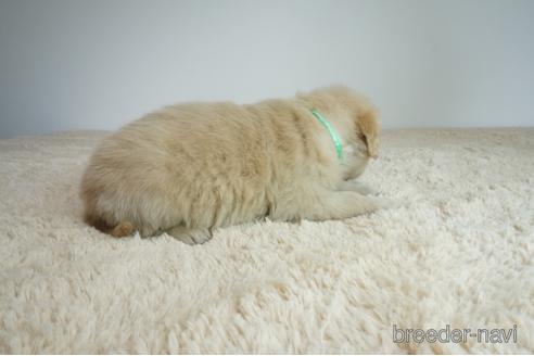 成約済の奈良県のゴールデンレトリーバー-168748の3枚目