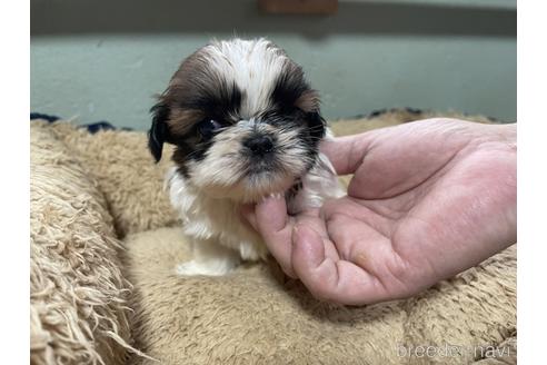 成約済の大阪府のシーズー-168756の1枚目
