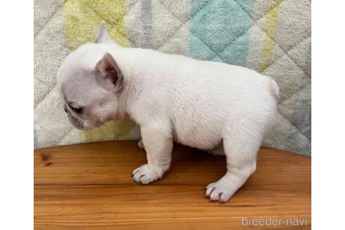 成約済の埼玉県のフレンチブルドッグ-167134の10枚目