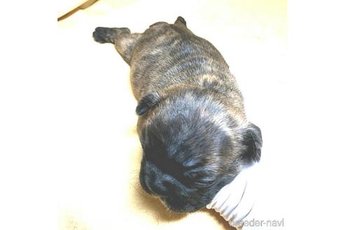 成約済の茨城県のフレンチブルドッグ-168777の34枚目