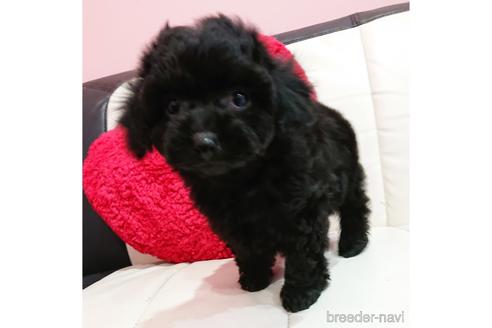 成約済の静岡県のミックス犬-168788の4枚目