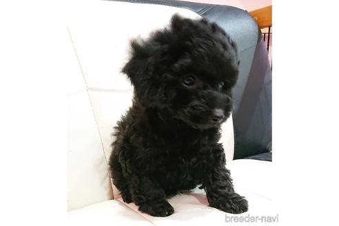 成約済の静岡県のミックス犬-168788の2枚目
