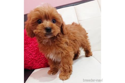 成約済の静岡県のミックス犬-168796の1枚目