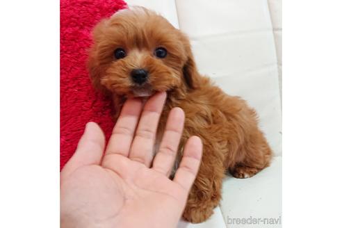成約済の静岡県のミックス犬-168796の5枚目