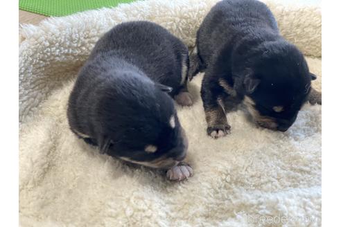 成約済の岡山県の柴犬-168797の2枚目