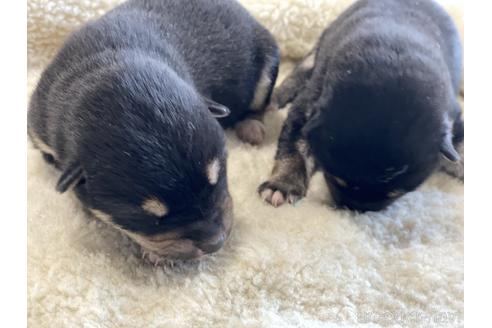 成約済の岡山県の柴犬-168798の2枚目