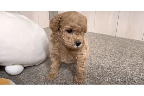 成約済の千葉県のポメプー:ポメラニアン×トイプードル-168815の1枚目