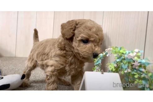 成約済の千葉県のポメプー:ポメラニアン×トイプードル-168815の3枚目