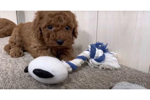 成約済の千葉県のトイプードル-168824の2枚目