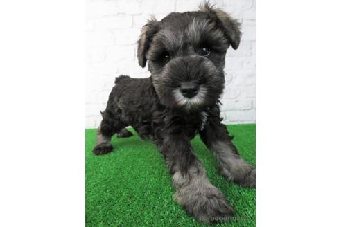 成約済の大阪府のミニチュアシュナウザー-168843