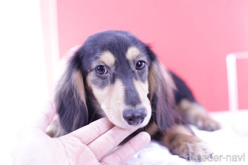 成約済の愛知県のカニンヘンダックスフンド(ロングヘアード)-168845の4枚目