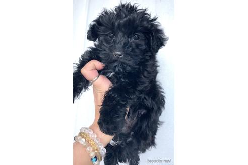 成約済の茨城県のミックス犬-165799の1枚目