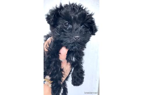 成約済の茨城県のミックス犬-165799の3枚目