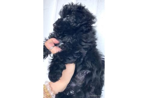 成約済の茨城県のミックス犬-165799の4枚目