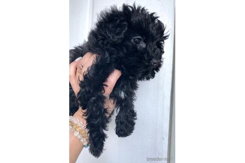 成約済の茨城県のミックス犬-165799の5枚目