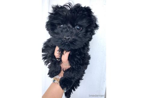 成約済の茨城県のミックス犬-165390の1枚目