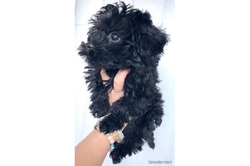 成約済の茨城県のミックス犬-165390の2枚目