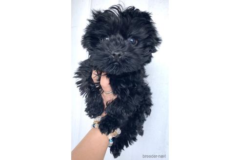 成約済の茨城県のミックス犬-165390の3枚目