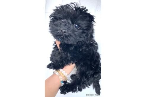 成約済の茨城県のミックス犬-165390の4枚目