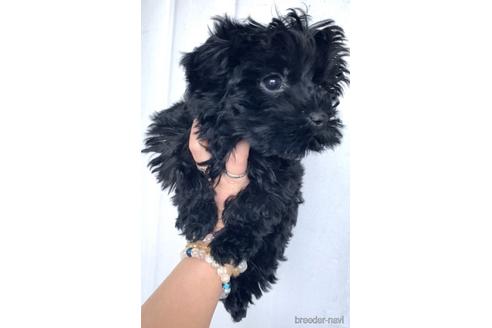 成約済の茨城県のミックス犬-165390の5枚目