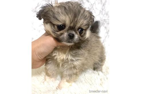 成約済の茨城県のミックス犬-167634の1枚目