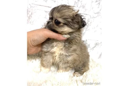 成約済の茨城県のミックス犬-167634の3枚目