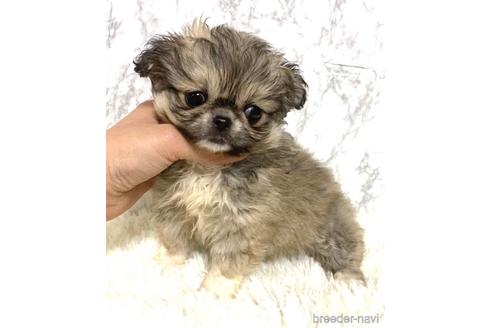 成約済の茨城県のミックス犬-167634の4枚目