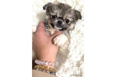 成約済の茨城県のミックス犬-167634の5枚目