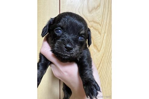 成約済の山口県のチワックス:チワワ×ミニチュアダックスフンド-165639の1枚目