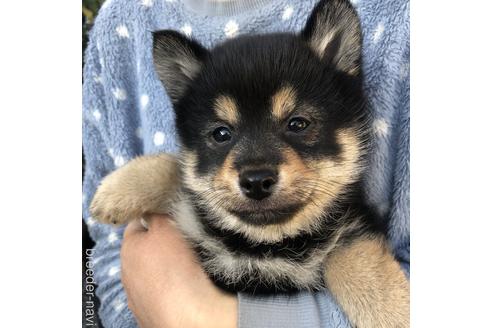 成約済の福島県のミックス犬-162441の1枚目