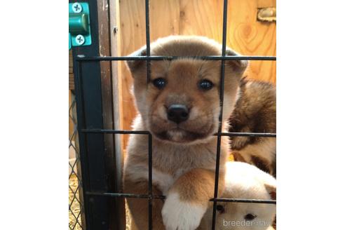 成約済の北海道の柴犬-166104の1枚目