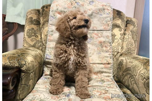 成約済の青森県のミディアムプードル-168922の3枚目