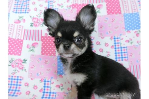 成約済の千葉県のチワワ(ロングコート)-164486の14枚目