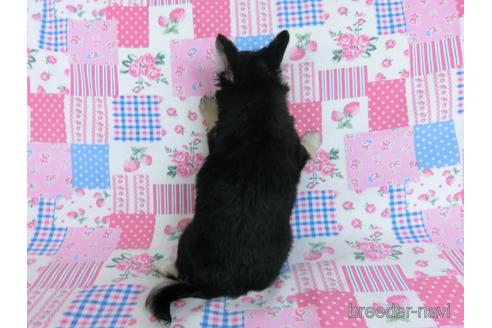 成約済の千葉県のチワワ(ロングコート)-164486の12枚目