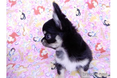 成約済の千葉県のチワワ(ロングコート)-164486の13枚目