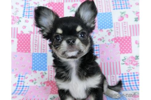 成約済の千葉県のチワワ(ロングコート)-164486の10枚目