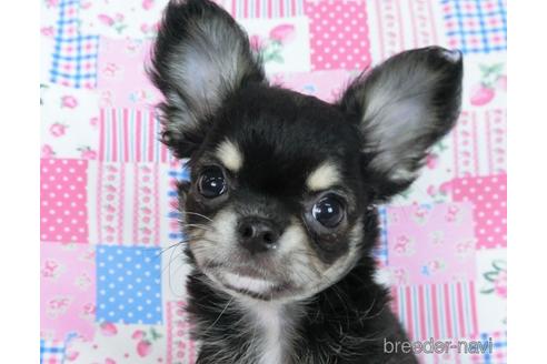 成約済の千葉県のチワワ(ロングコート)-164486の11枚目