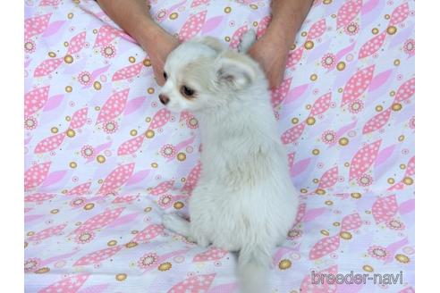 成約済の千葉県のチワワ(ロングコート)-161483の7枚目