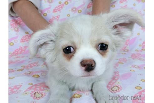 成約済の千葉県のチワワ(ロングコート)-161483の6枚目