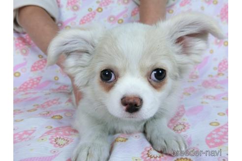 成約済の千葉県のチワワ(ロングコート)-161483の5枚目